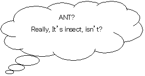 _`o: ANT?
Really, Itfs insect, isnft?
